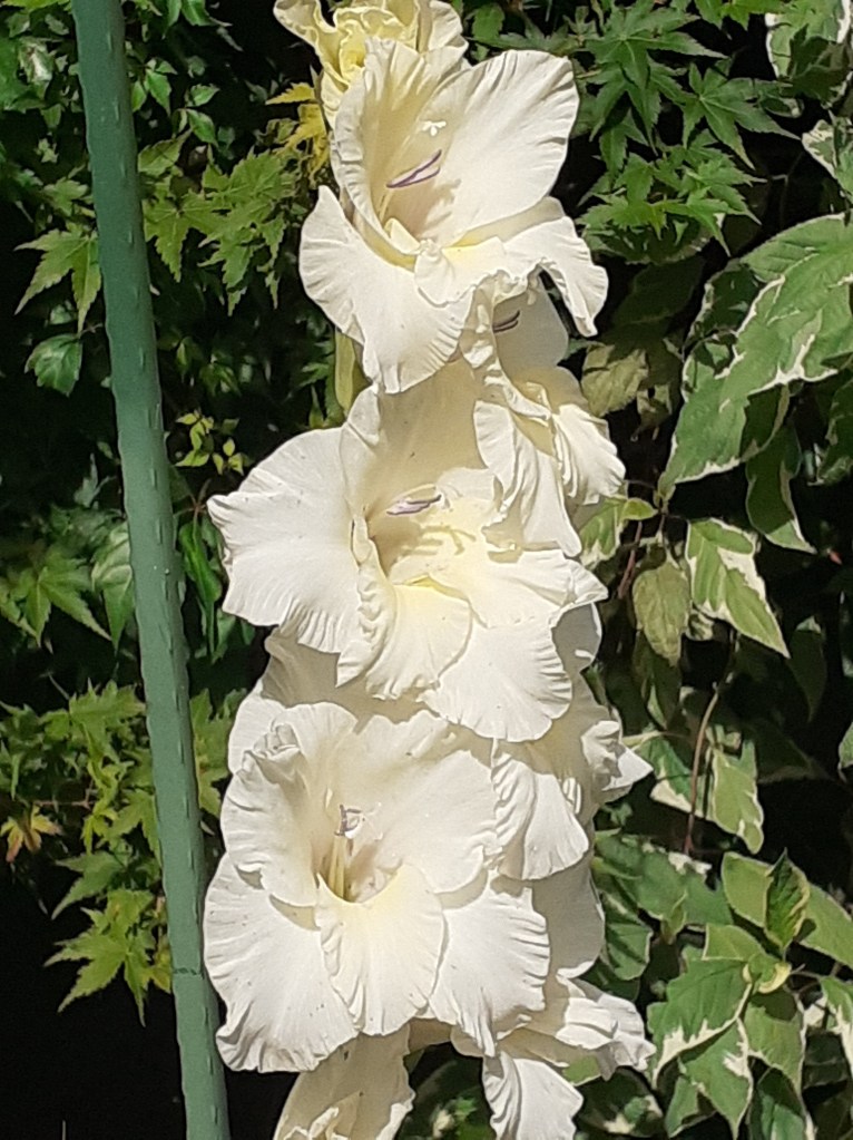 gladiola