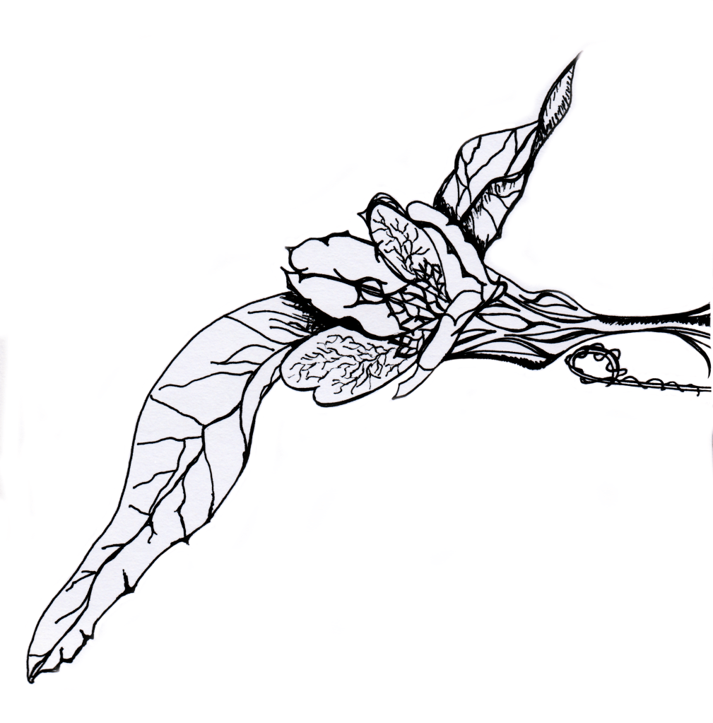 pen and ink drawing sevenseven