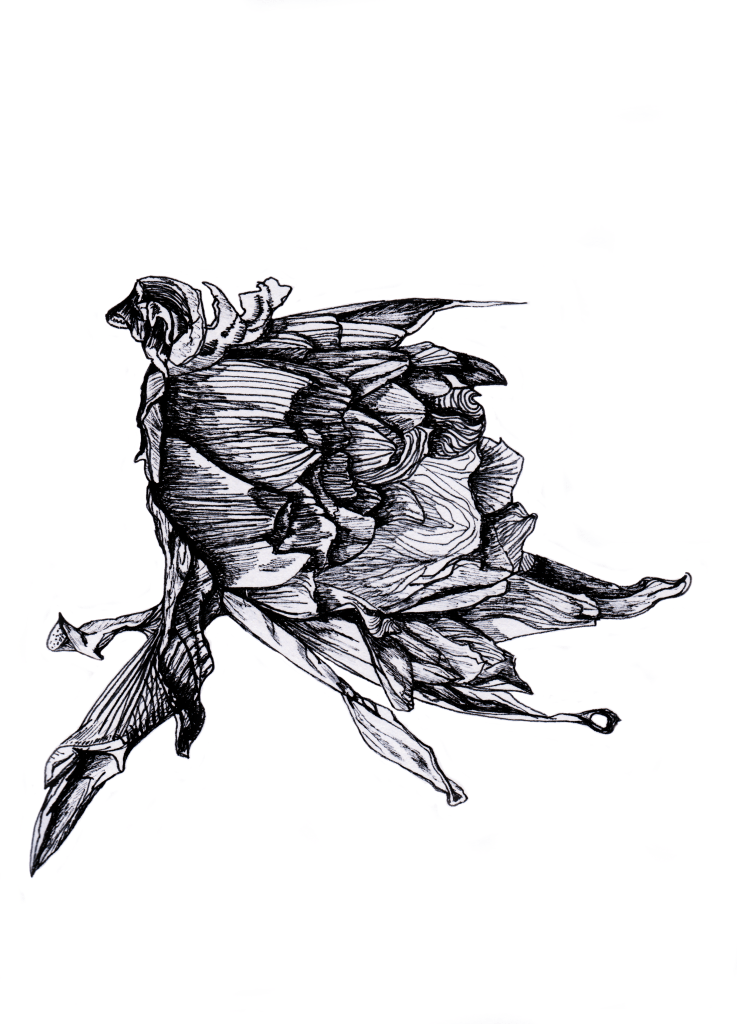 pen and ink drawing twentynine