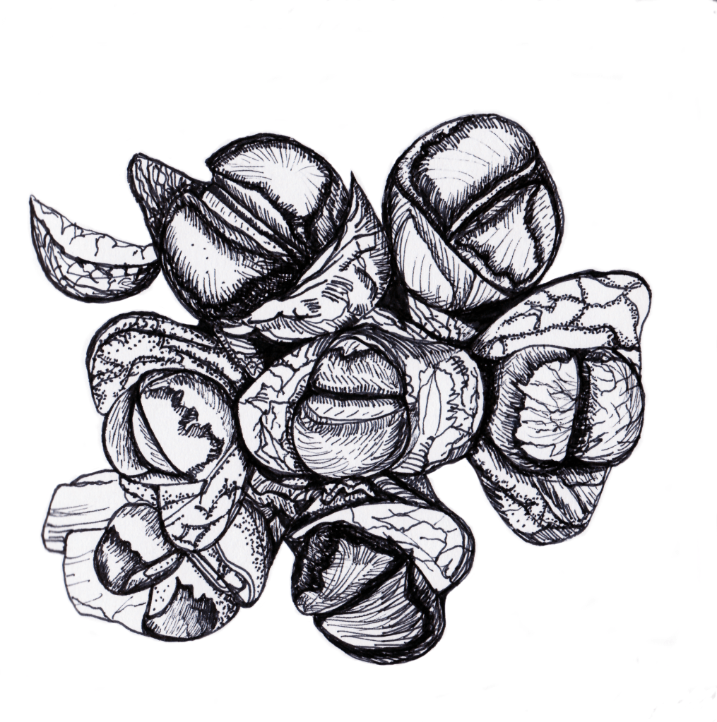 pen and ink drawing of rubra