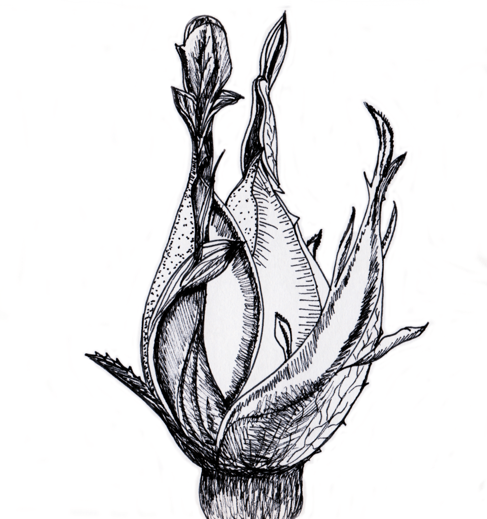 pen and ink drawing twentytwo