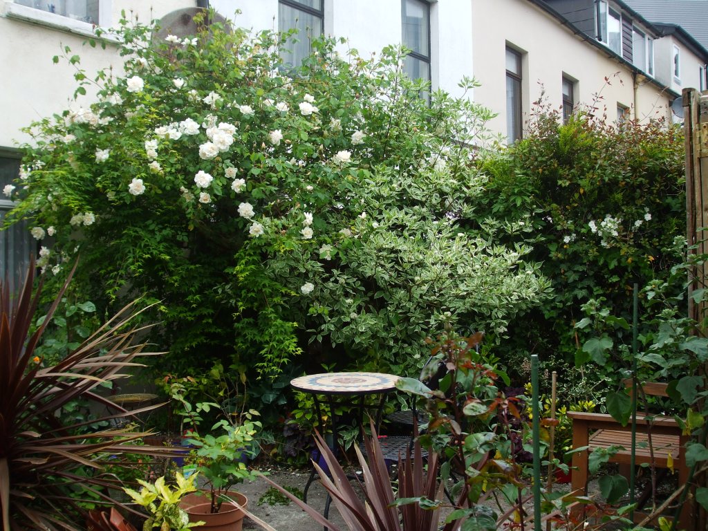 The garden in Summer