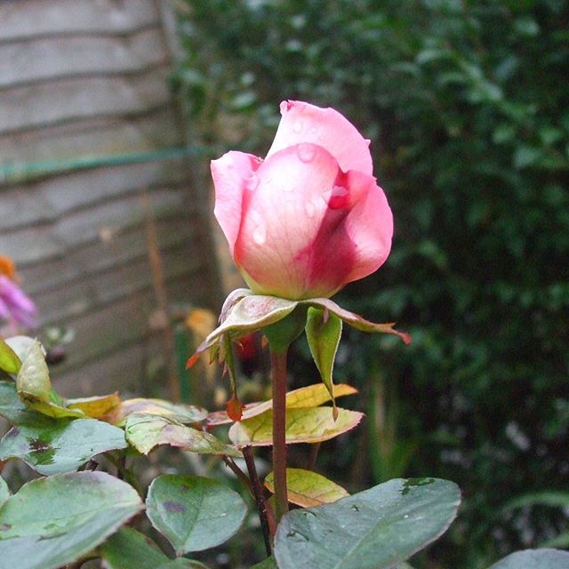 pinkrosewithredsplashes