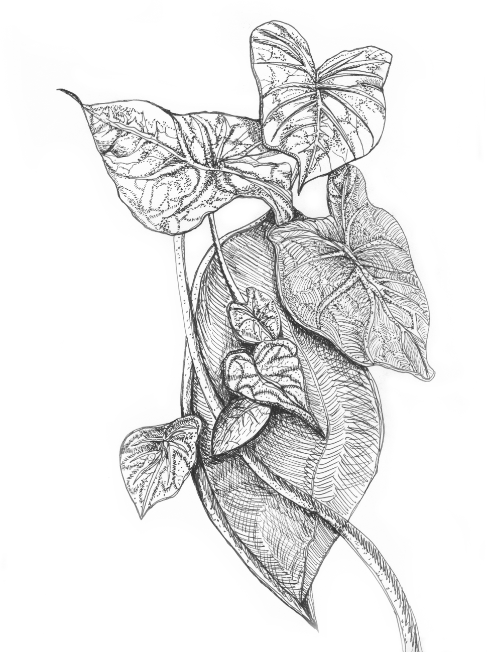 pen and ink drawing eighteen