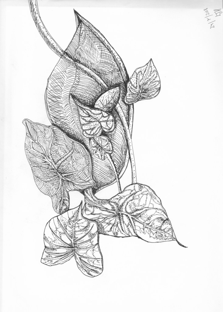 Black ink leaf drawing