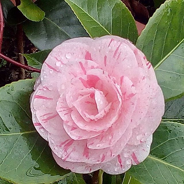 camellia stripes